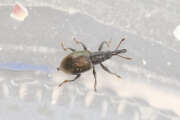 Thumbnail 401998 A