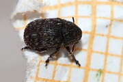 Thumbnail 402110 B