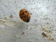 Thumbnail 402273 B