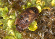 Thumbnail 402512 A