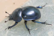 Thumbnail 402525 A