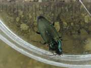 Thumbnail 402574 A