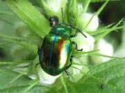 Thumbnail 402581 A