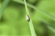 Thumbnail 402582 B