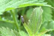 Thumbnail 402603 B