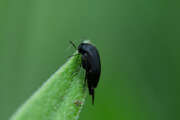 Thumbnail 402648 A