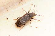 Thumbnail 402710 B