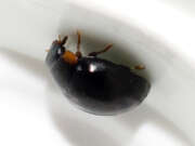 Thumbnail 402716 B