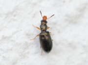 Thumbnail 402720 A