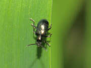 Thumbnail 402731 B