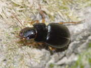 Thumbnail 402807 B