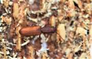 Thumbnail 402845 A