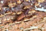 Thumbnail 402845 B