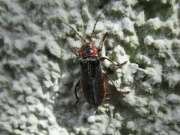 Thumbnail 402902 A