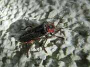Thumbnail 402902 B