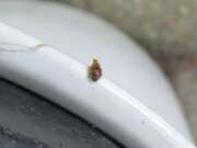 Thumbnail 402904 A