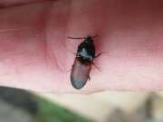 Thumbnail 402906 A