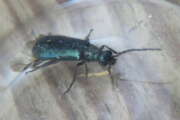 Thumbnail 402935 B