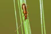 Thumbnail 402972 A