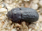 Thumbnail 403029 A