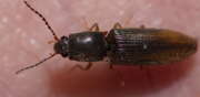 Thumbnail 403067 B