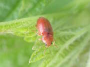 Thumbnail 403152 A