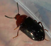 Thumbnail 403166 A