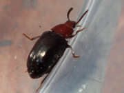 Thumbnail 403166 B