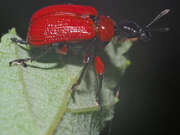 Thumbnail 403169 A