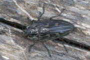 Thumbnail 403173 A