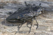 Thumbnail 403173 B