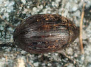Thumbnail 403226 B