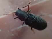 Thumbnail 403310 B
