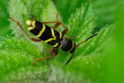 Thumbnail 403315 B