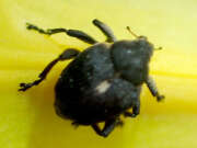 Thumbnail 403524 A