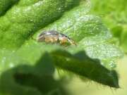 Thumbnail 403537 B