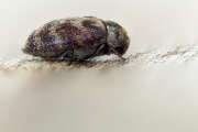 Thumbnail 403552 B
