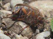Thumbnail 403559 B