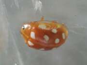 Thumbnail 403702 A