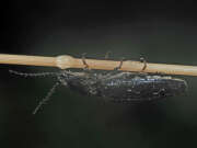 Thumbnail 403774 B