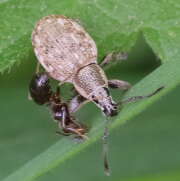 Thumbnail 403840 B