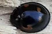 Thumbnail 404385 A