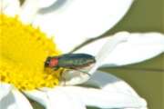 Thumbnail 404512 B