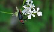 Thumbnail 404702 A