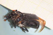 Thumbnail 404807 B