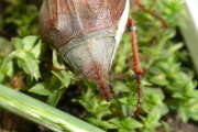 Thumbnail 405052 B