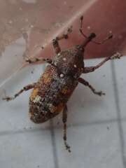 Thumbnail 405124 B