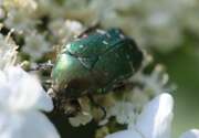 Thumbnail 405152 B