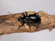 Thumbnail 405162 A
