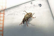 Thumbnail 405177 B